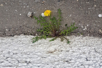 Одуванчик, Стадион Спартак