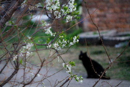 Дикая слива и кот,  г.Благовещенск
