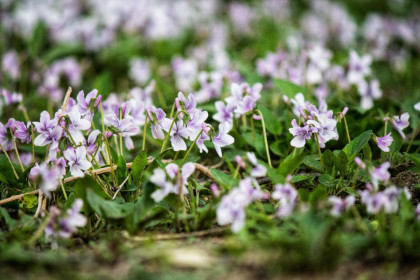 Фиалка удивительная, г.Благовещенск