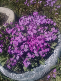 Первые цветочки.