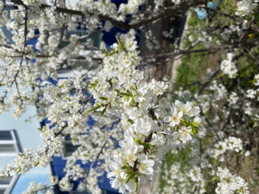 Талакан весь в цвету!