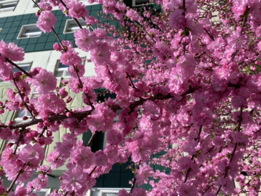 Цветение сакуры в Талакане!