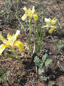 Весеннее волшебство