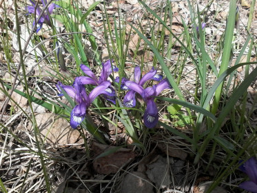 Очаровательные петушки