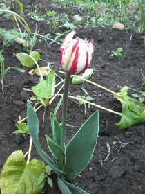 Смелый тюльпан в саду. Богородское