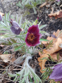 Цветочек аленький, Моховая Падь