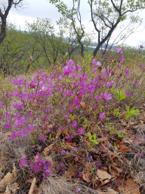 Когда цветет багульник