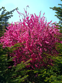 Красота по-соседству