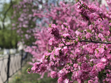 Цветущая сакура в Благовещенске