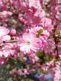 Сакура в Благовещенске
