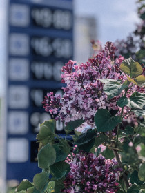 Сирень в Благовещенске