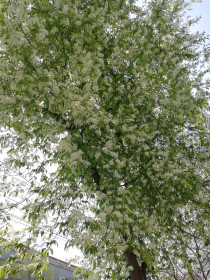 Черемуха в Благовещенске