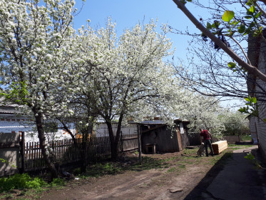 Ряд груш в цвету.