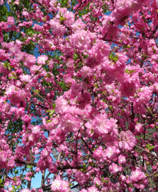 Сакура в Ивановском районе.