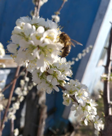 Слива в Ивановском районе