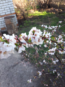 Слива вкусная, садовая.