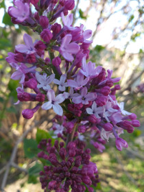 Сирень в Ивановском районе