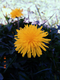 Одуванчики в Анновке)