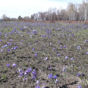 Подснежники в Зейском районе