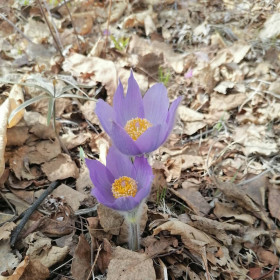 Первые цветы в г. Зея