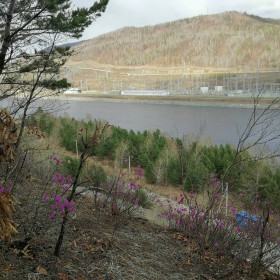 А на сопках багульник цветёт..