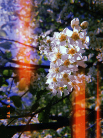 Анновская сирень)