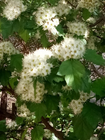 Весна на самоизоляции