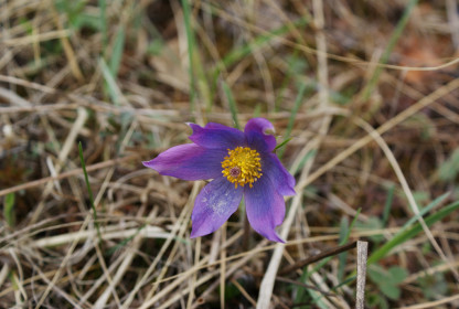 Первые цветы