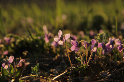 Лесная фиалочка