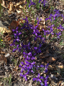 Необыкновенная красота