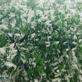 Черемуха в Благовещенске