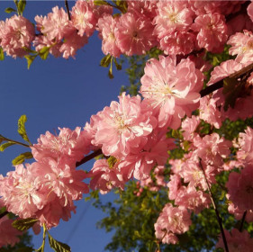 Декоративный миндаль