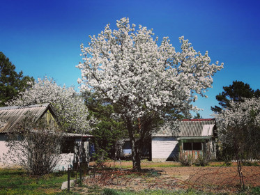 Груша в цвету г. Белогорск