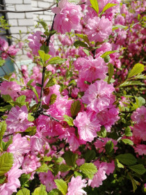 Розовый цвет