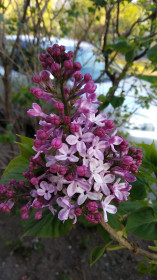 А у нас во дворе...