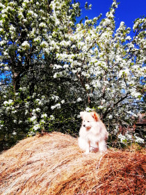 В цветущем саду