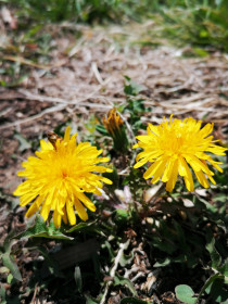 Маленькое солнце