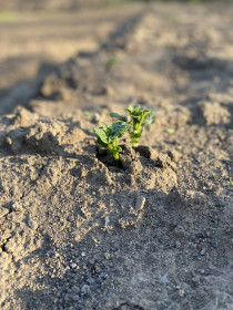 Моховая падь