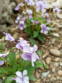 Первые весенние цветы расцвели