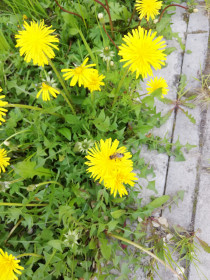 Одуванчик на Зейской