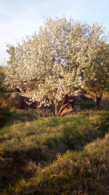 Груша в цвету