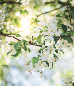 Яблонька на рассвете (Благовещенск)