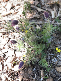 Цветущий май