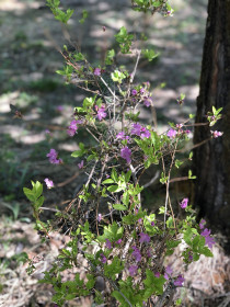 Цветущий май