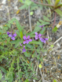 Городские фиалки