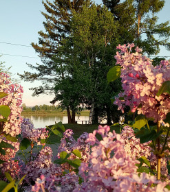 Одуванчиковый рай на берегу р.Зея.