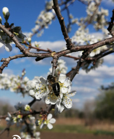СЛИВА И ПЧЕЛА