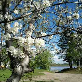 Цвететение сливы.