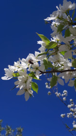 Цветущая груша