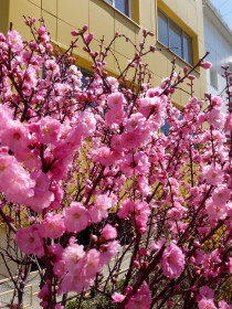 Нежные цветы сакуры